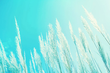 Wall Mural - abstract softness white feather grass with retro sky blue