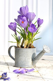 Fototapeta  - crocus en pot décoratif sur une table en terrasse