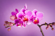 fiori di orchidea