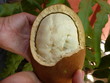 Cupuaçu (Theobroma grandiflorum), also spelled Cupuassu, Cupuazú, and Copoasu, is a tropical rainforest tree related to cacao.