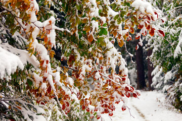 Two seasons - winter and autumn scene in the park