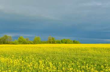 Wall Mural - Field of rape in spring countryside