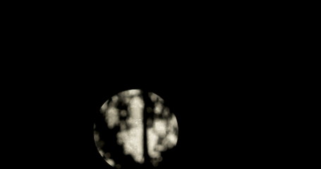 Wall Mural - timelapse of the full moon through the branches of a pine tree. 4k footage made of high resolution i