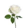 canvas print picture - single white rose  isolated  background