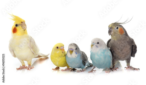 Fotografía common pet parakeet and Cockatiel