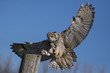 Great horned owl  (Bubo virginianus)