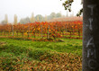 Beautiful colorful vineyard in Italy in autumn
