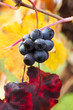 Grape closeup in autumn with red and yellow leaves