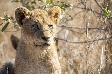 Wall Mural - Close-up portrait  of a lion cub sitting in long grass