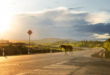 Foal Cross The Road In The Rays Of The Setting Sun.