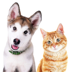 Canvas Print - Cute cat and dog isolated on white