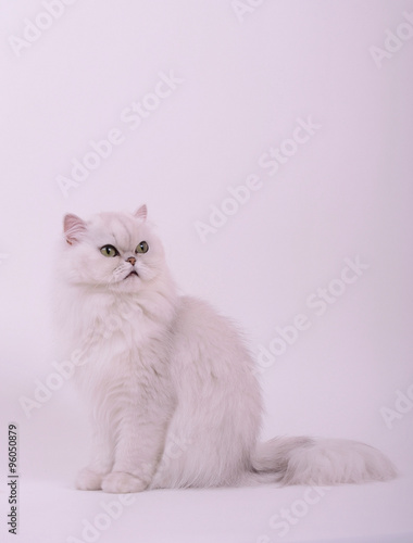 Chat Persan Blanc Chinchilla Fond Blanc Stock Photo Adobe Stock