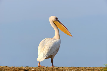 Wall Mural - Great white pelican