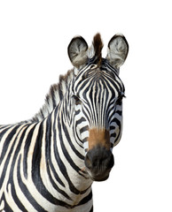 Poster - Zebra on white background