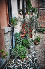 Poster - plants in a rustic house entrance