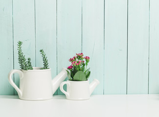 Poster - Succulents, house plants in colorful pots