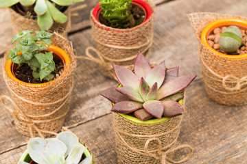 Poster - Succulents, house plants in colorful pots