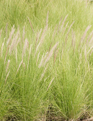 Canvas Print - Imperata cylindrica Beauv of Feather grass in garden