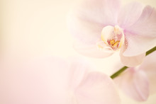 Pink Dendrobium Orchid Background.