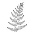 Zentangle vector male Fern for tattoo in boho, hipster style. Or