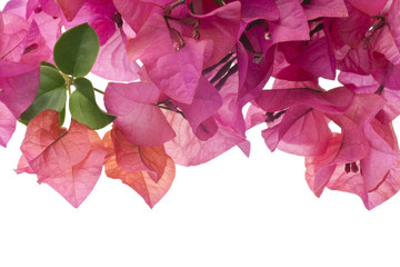 Canvas Print - Bougainvillea with pink blossoms isolated on white background