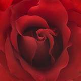 160_f_96094006_dx35za8sygqks7zemuhacmodmtubliso