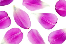 Purple Tulip Petals Isolated On White Background