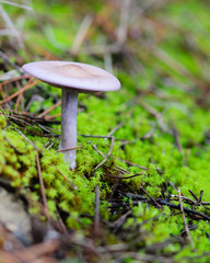 Mushroom in moss II