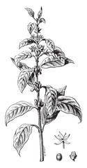 Sticker - Twig flower coffee and fruit, vintage engraving.