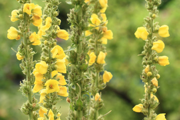 Sticker - mullein flowers background