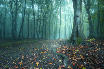 Fairy tale forest trail and roots of the trees