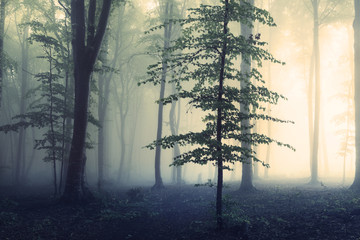 Creepy dark mist in the forest