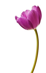 Poster - Spring Tulips in Purple