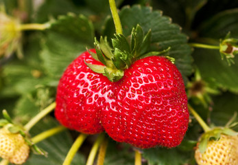 Sticker - ripe strawberry plant