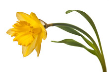 Yellow Daffodil Isolated On White Background