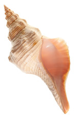 Wall Mural - seashell isolated on white background