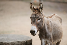 Donkey Of Brown Color