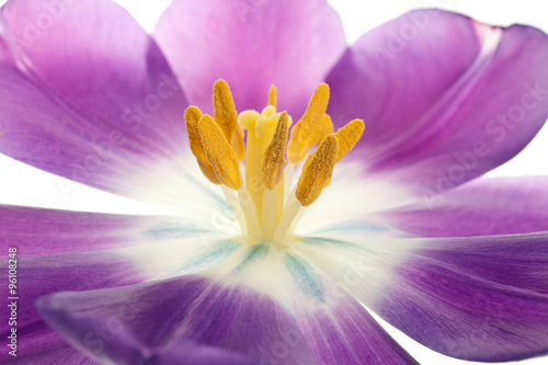 Naklejka - mata magnetyczna na lodówkę purple tulip isolated