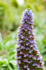 california garden perennials