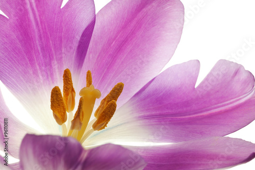 Naklejka - mata magnetyczna na lodówkę purple tulip isolated