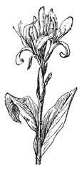 Wall Mural - Canna Lily, vintage engraving.