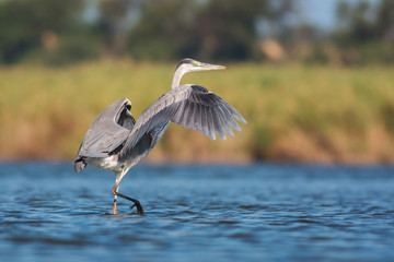 grey heron (ardea cinerea)