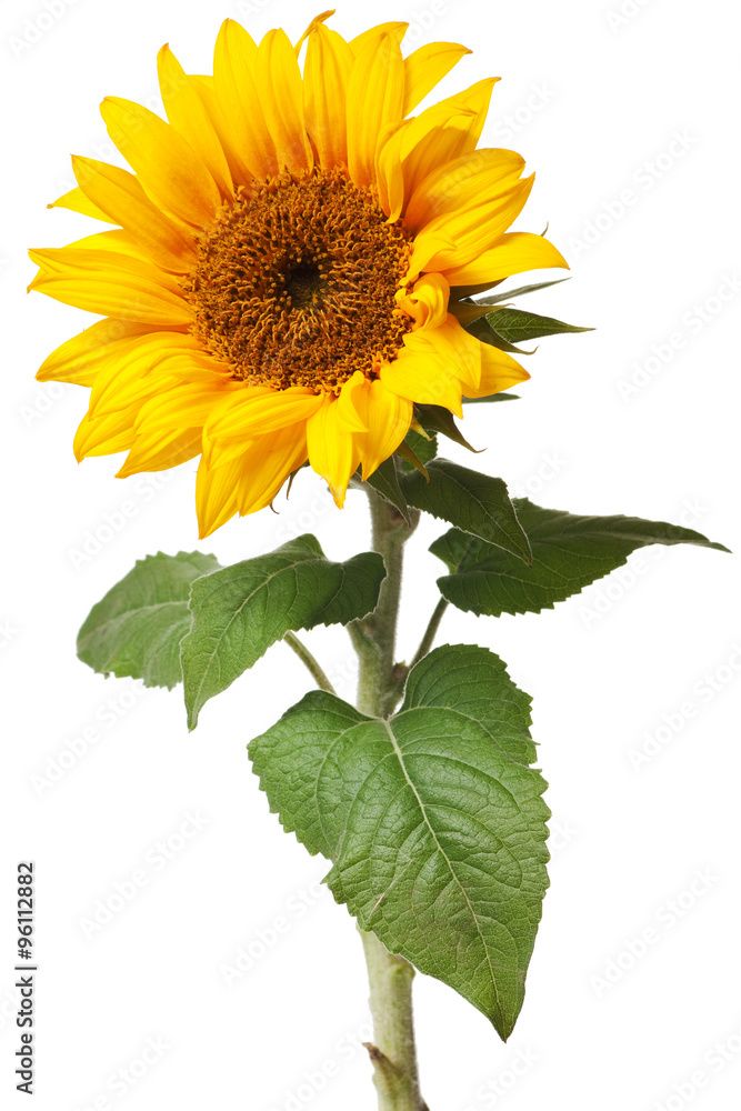 sunflower isolated Stock Photo | Adobe Stock