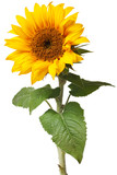 Fototapeta Desenie - sunflower isolated