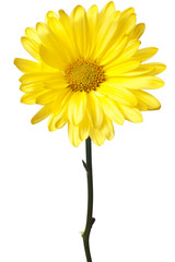 Wall Mural - yellow daisy isolated