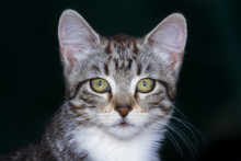 Wild Kitten Closeup