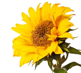 Wall Mural - sunflower isolated