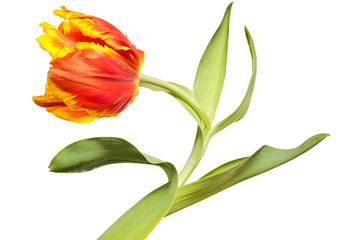 Canvas Print - Spring Tulips