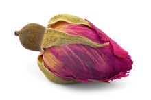 Dried Bud Of A Tea Rose, Isolated On A White Background.