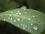 Fototapeta Tęcza - Raindrops on green leaf blurry background 